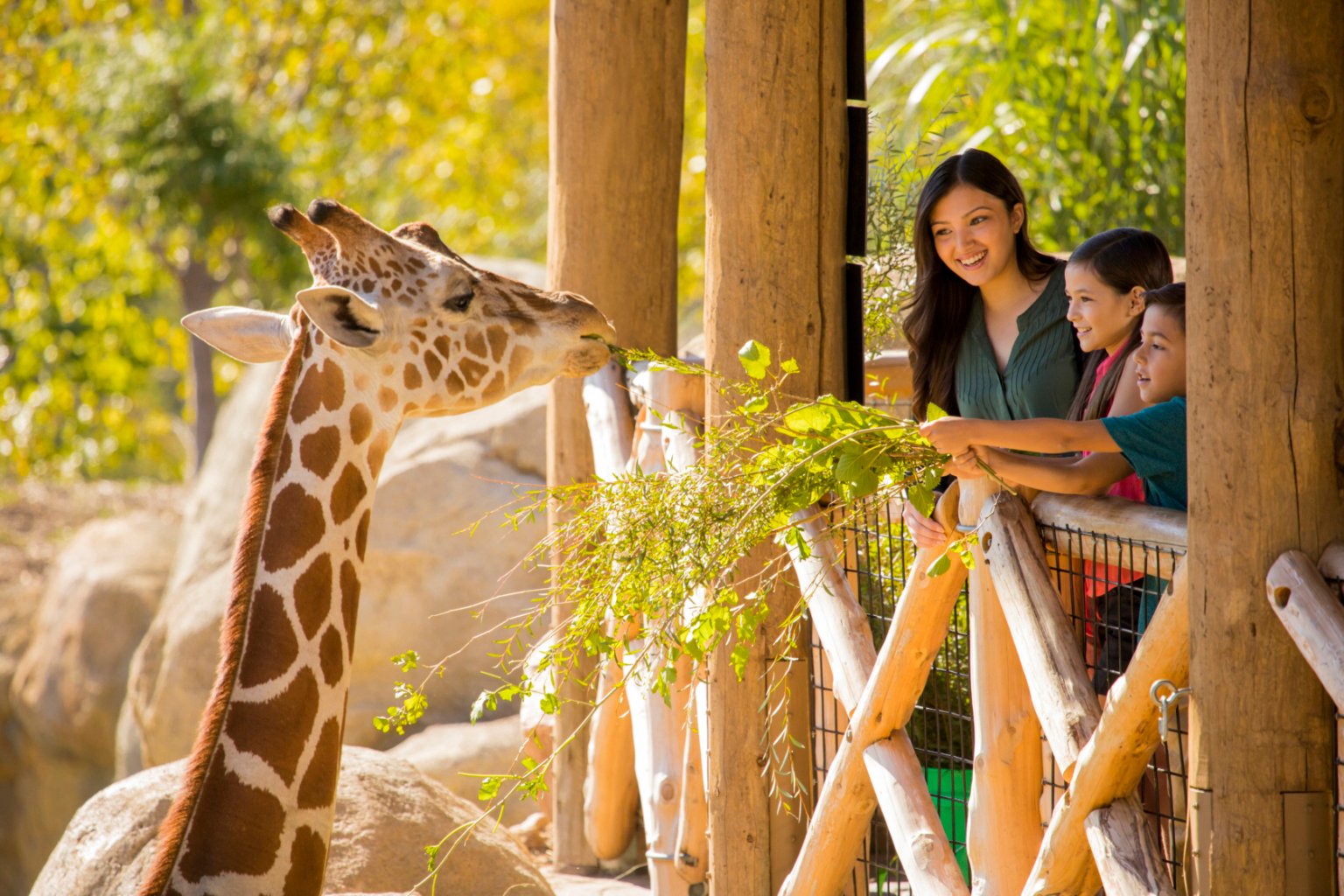 Giraffe isst mit Familie
